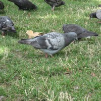 Feral Pigeon
